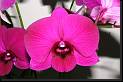 Dendrobium tipo phalaenopsis magenta * Rodrigo Remolina 
 * Rodrigo Remolina 
